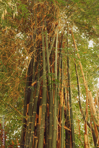 tall bamboo forest