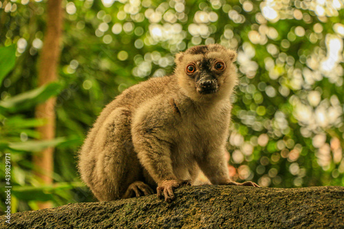 lemur sitting on a tree