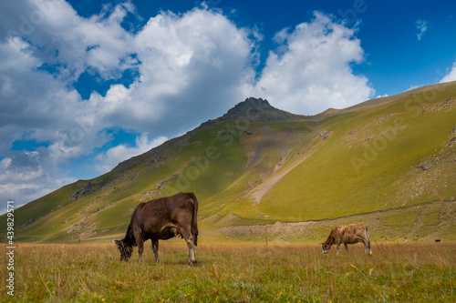 cows in the mountains © Denys