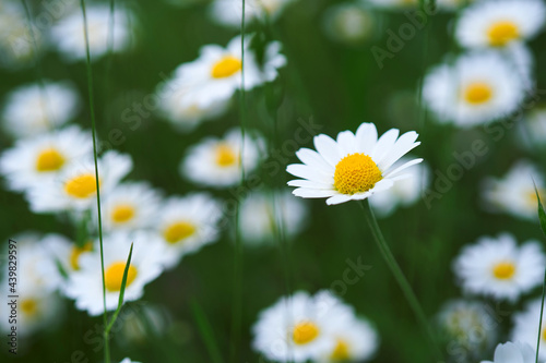 Blooming chamomile field, chamomile flowers. Beautiful nature scene with blooming medical daisies