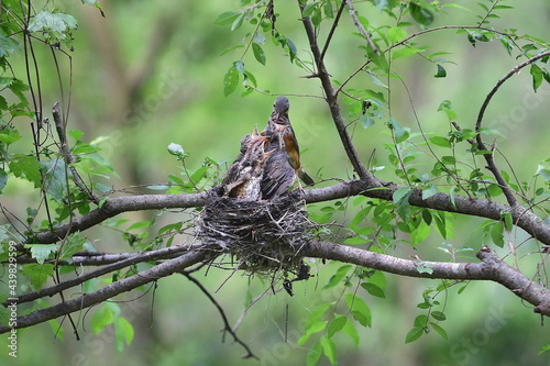 Gray-backed Thrush is feeding the juvenile birds in the nest. © Yeongsik Im