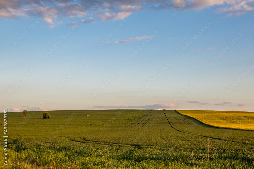 Agricultural green field and blue sky view for wallpaper, traveling in Bulgaria. Solitary tree in the left-hand side.