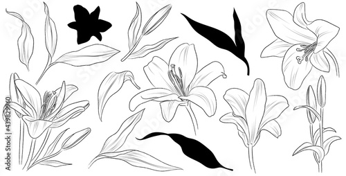 Set of hand drawn flower lily and leaves. Isolated vector. Black outline plant on white background.
