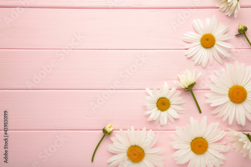 Spring and summer chamomile flowers on pink wooden background. © Mouse family