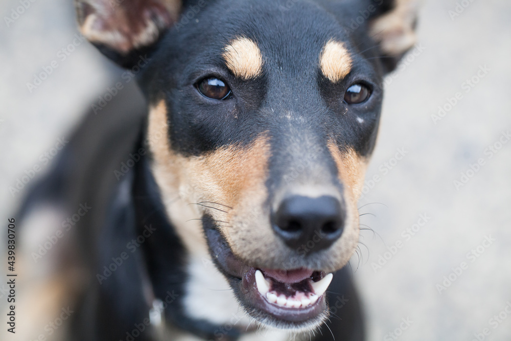 Australian Kelpie cross