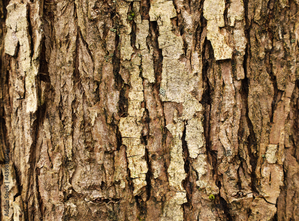 Obraz premium Brown tree bark with small lichen or moss. Closeup wooden grungy rough texture. Horizontal image, vertical lines. Nature background with place for text.