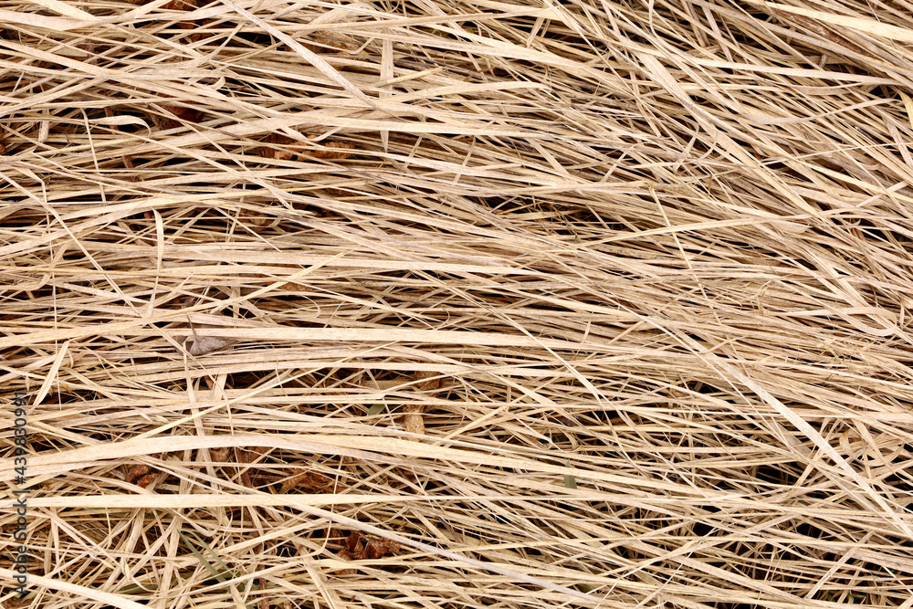 Full frame texture of dry grass. Dry sedge after winter on the banks of the swamp. Brown, beige, cream, light yellow colors nature background with place for text. Horizontal lines image. Full frame texture of dry grass. Dry sedge after winter on the banks of the swamp. Brown, beige, cream, light yellow colors nature background with place for text. Horizontal lines image.