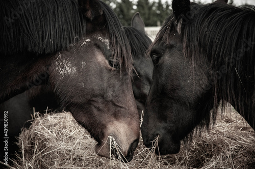 friesian horses together close up heads eating hay photo
