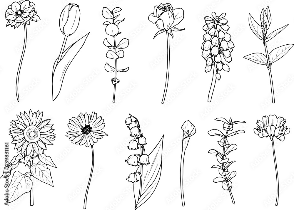 繊細な花と枝の繊細な線画12個セット ベクター素材 Stock Vector Adobe Stock