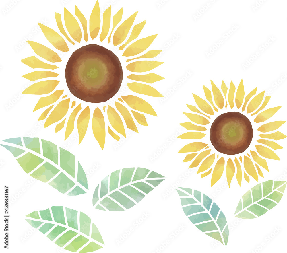 水彩風 淡い黄色の2輪のヒマワリの花 ベクター Stock Vector Adobe Stock