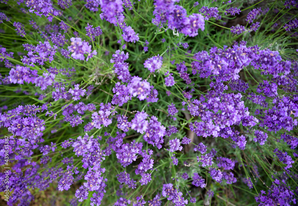 Violet lavender flowers in bloom in summer