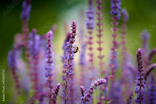 Lavendel mit Biene