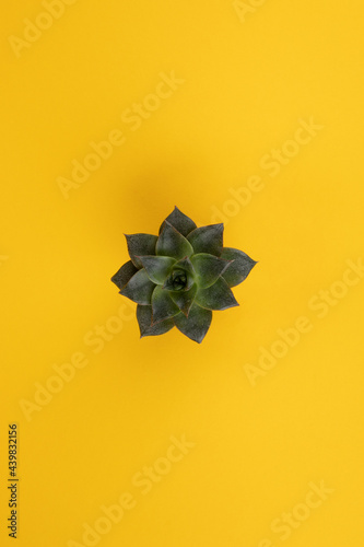 Succulent Top yellow BG