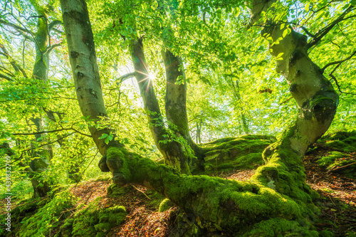 Sunny Forest of Old Beech Trees covered by moss