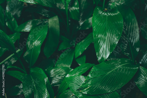 tropical forest natural bac...