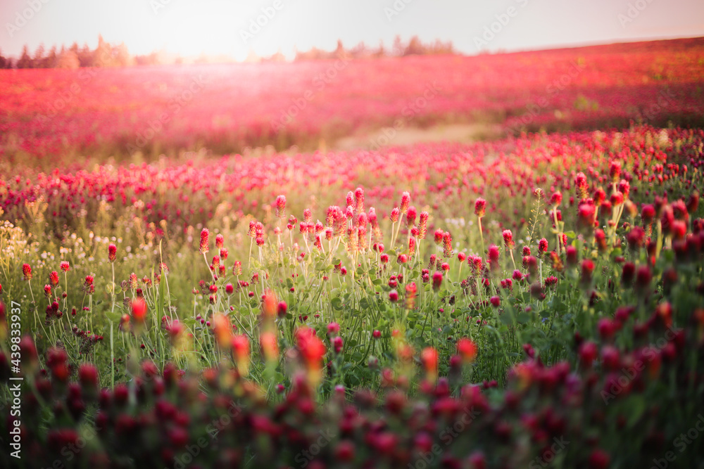 Blooming fields of red crimson clover - Trifolium incarnatum, summer meadow landscape
