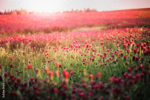 Blooming fields of red crimson clover - Trifolium incarnatum, summer meadow landscape