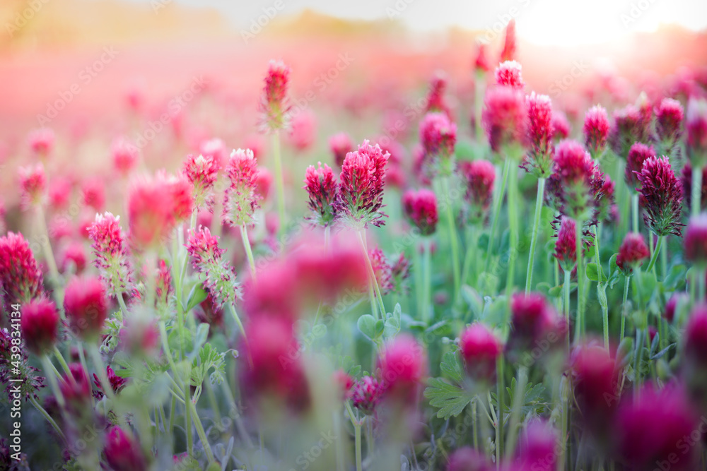 Obraz premium Blooming fields of red crimson clover - Trifolium incarnatum, summer meadow landscape