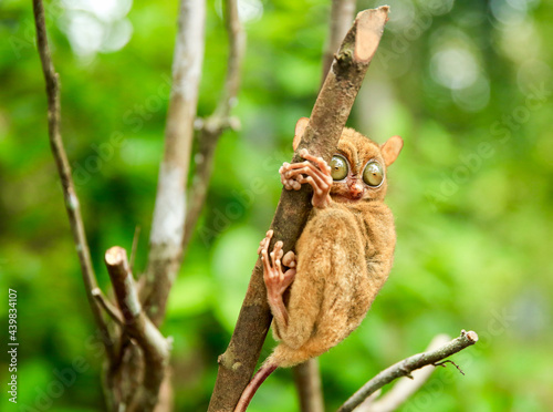 Selective focus shot of the endangered tarsier on the Belitung Island, Indonesia photo