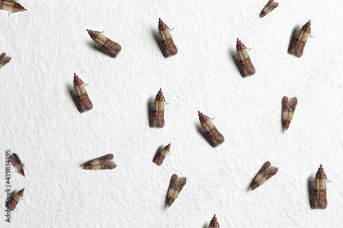 Indian meal moths (Plodia interpunctella) on the home wall; color illustration photo of insect repellent and pest control or anti-moth advertising. No.2.