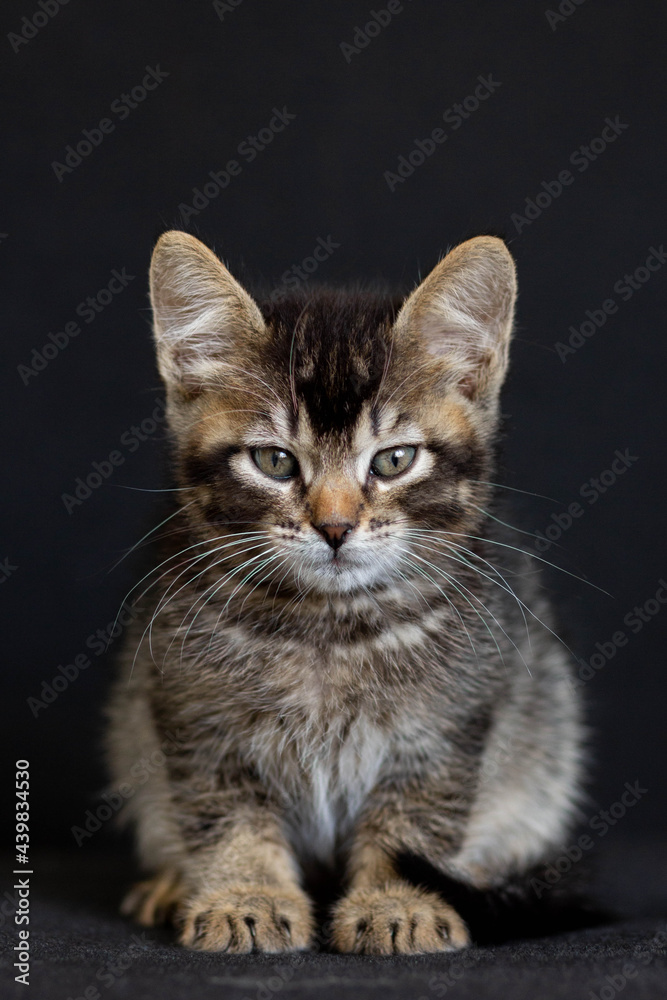 Tricolor domestic kitten looking at camera on the black background