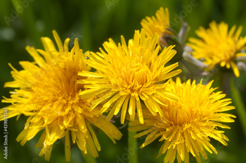 Dandelion flowers in a grass