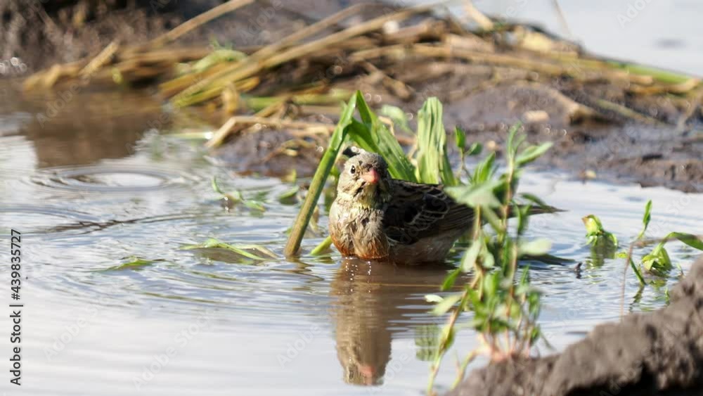The ortolan bunting bird taking a bath, Emberiza hortulana The ortolan bunting bird taking a bath, Emberiza hortulana