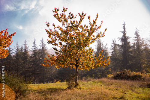 Nature in autumn, beautiful colorful trees and leaves