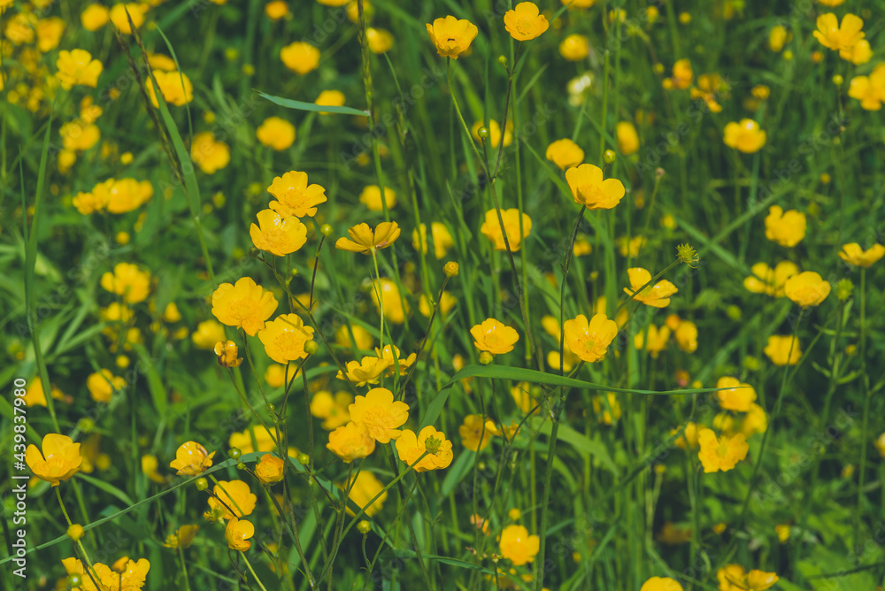 many small yellow flowers on a meadow, out of focus, artfully abstract, many Ranunculus acris flowers many small yellow flowers on a meadow, out of focus, artfully abstract, many Ranunculus acris flowers