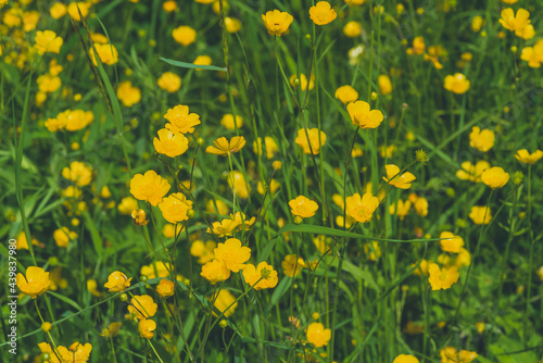 many small yellow flowers on a meadow, out of focus, artfully abstract, many Ranunculus acris flowers