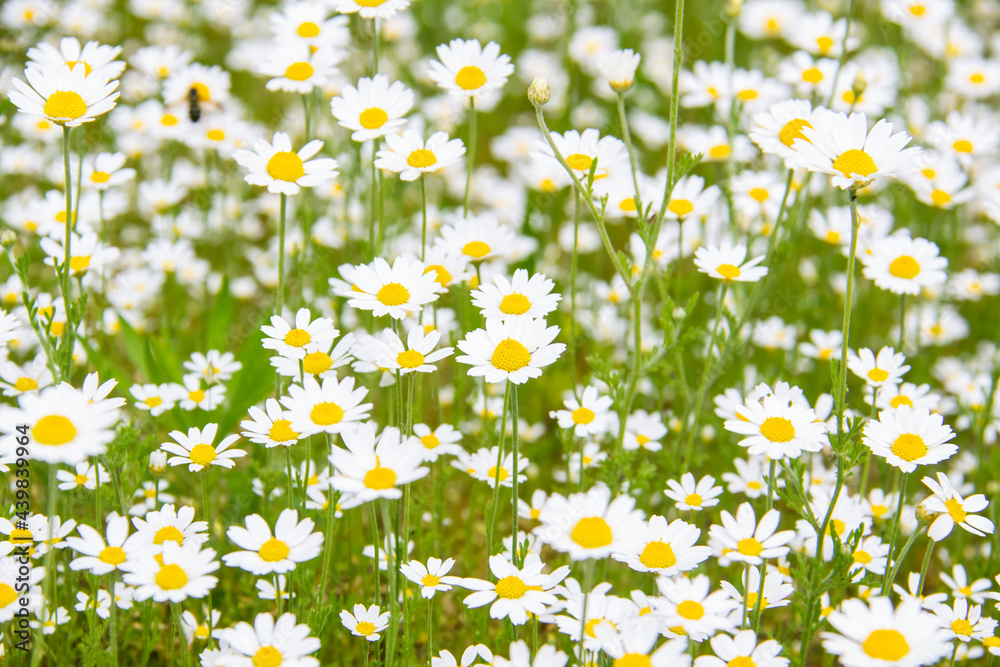 Fototapeta premium Chamomile flowers on a meadow in summer. Beautiful background with Chamomiles
