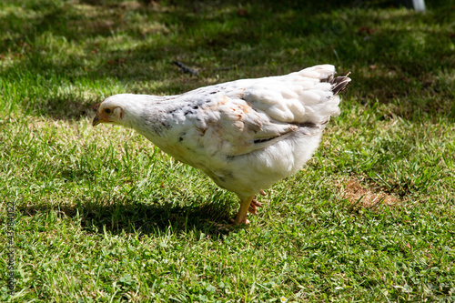 Young Light Sussex chicken, Hampshire, England , United Kingdom. photo