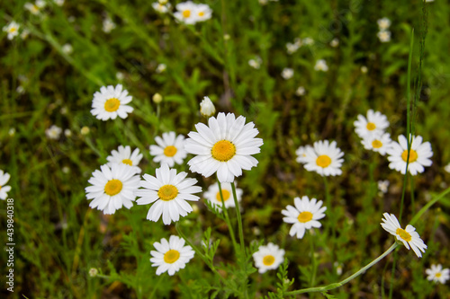 Chamomile flowers on a meadow in summer. Beautiful background with Chamomiles