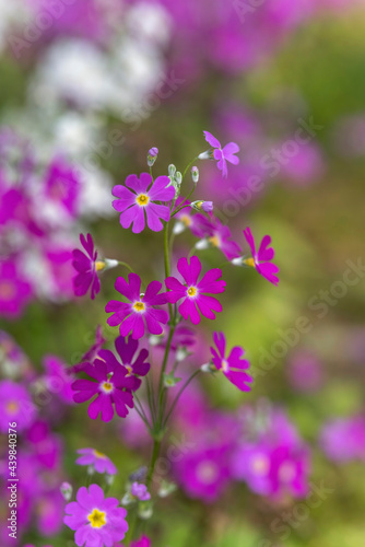 purple beautiful flowers background