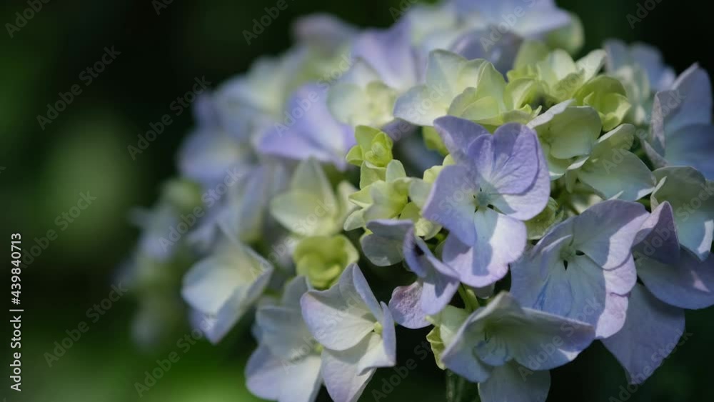 風に揺れる紫陽花の花 風に揺れる紫陽花の花