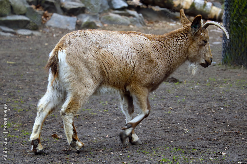 View of an adult ibex. Big strong horns. View of an adult ibex. Big strong horns.