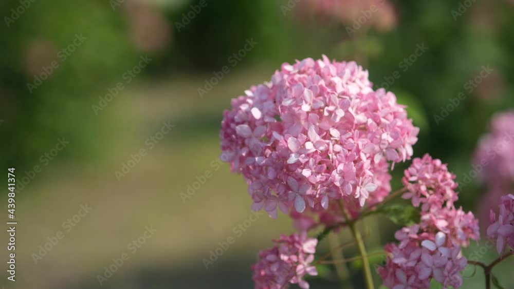 風に揺れるピンクアナベル