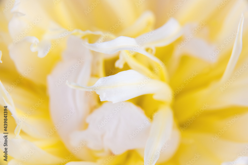 Detail of a Chinese Peony Flower