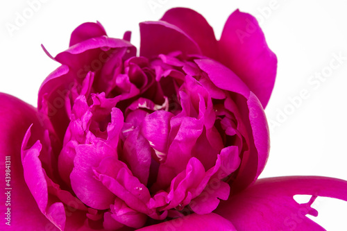 Fototapeta Naklejka Na Ścianę i Meble -  Close up of a purple Chinese peony flower