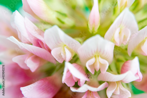 Alsike clover flower or trifolium hybridum © TOimages
