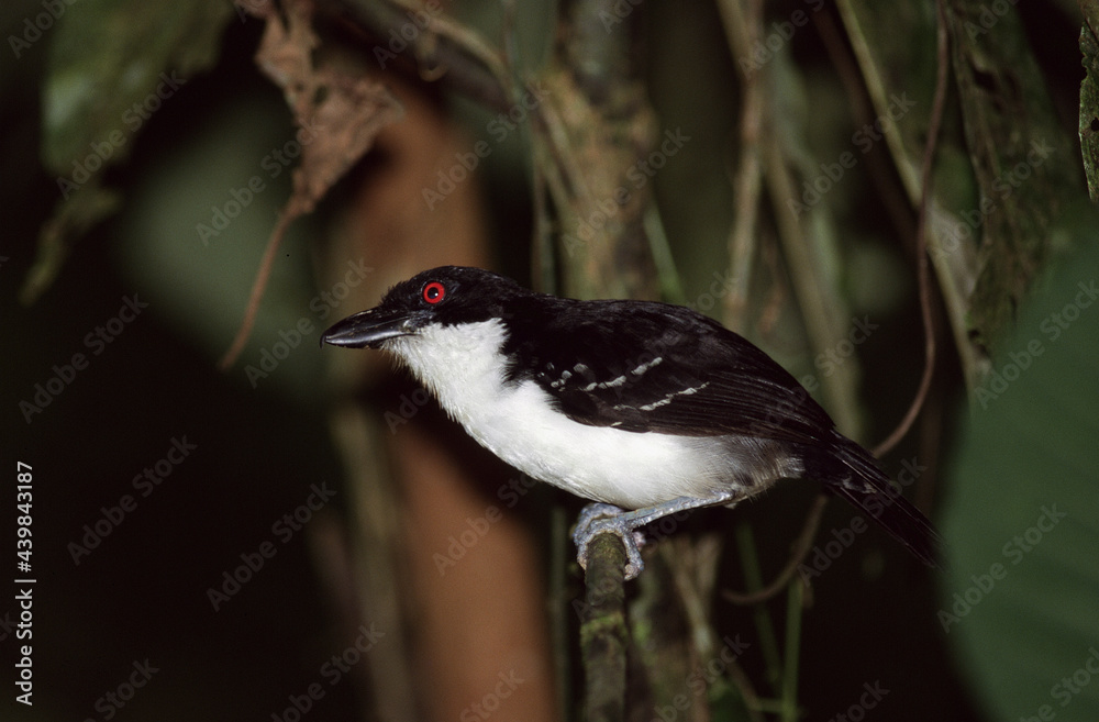 Fototapeta premium Great Antshrike, Grote Mierklauwier, Taraba major