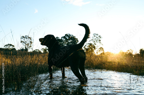 Silhouette of rottweiler dog playing in puddle in golden afternoon light © Caseyjadew