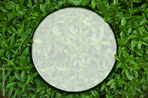 Frame for natural background from juicy green leves with drops after rain.