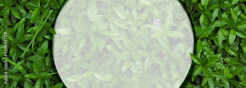 Frame for natural background from juicy green leves with drops after rain.