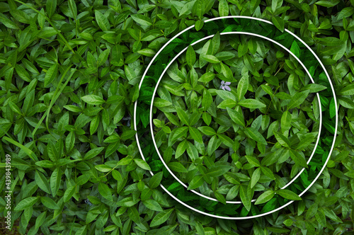 Frame for natural background from juicy green leves with drops after rain.