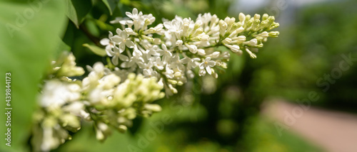 white lilac flowers on the tree