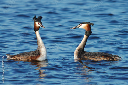 Great Crested Grebe, Fuut, Podiceps cristatus photo