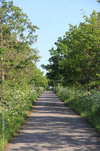 path in the park