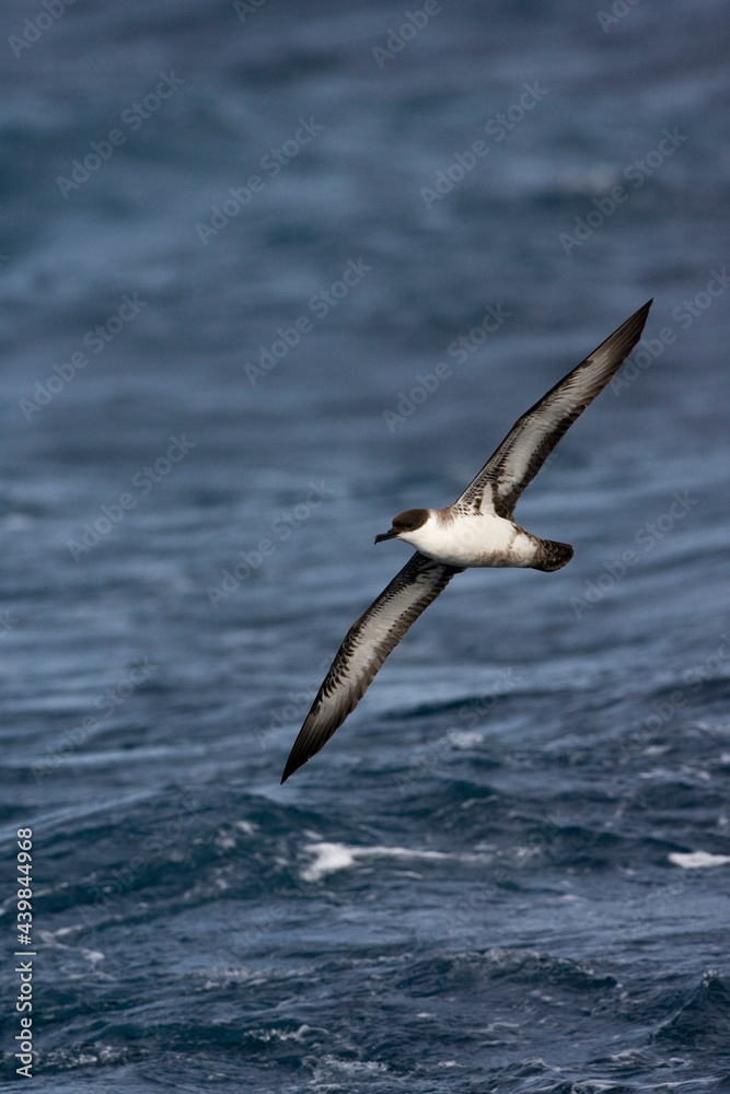 Great Shearwater, Grote Pijlstormvogel, Puffinus gravis Great Shearwater, Grote Pijlstormvogel, Puffinus gravis