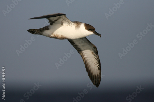 Great Shearwater, Grote Pijlstormvogel, Puffinus gravis photo